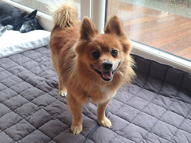 pfotenretterungarn Jury PS 1 (1)