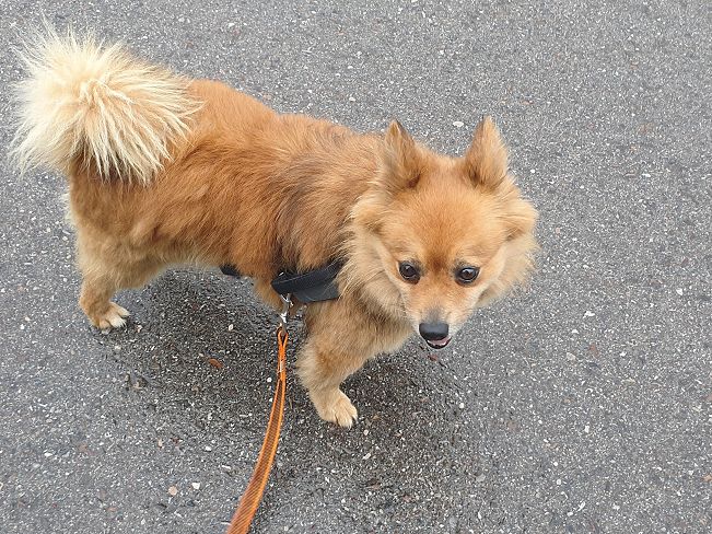 pfotenretterungarn Jury PS 1 (10)