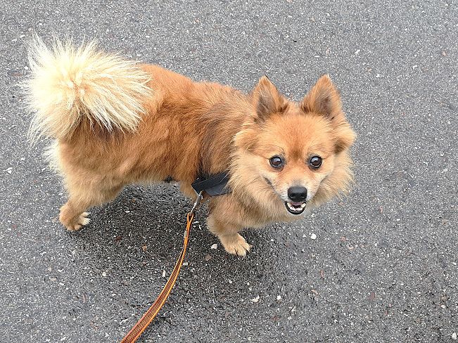 pfotenretterungarn Jury PS 1 (11)