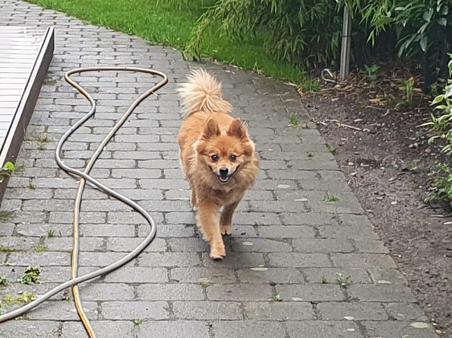 pfotenretterungarn Jury PS 1 (12)