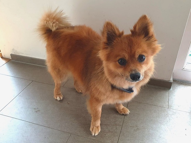 pfotenretterungarn Jury PS 1 (13)