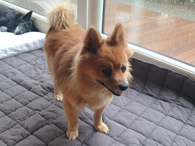 pfotenretterungarn Jury PS 1 (2)