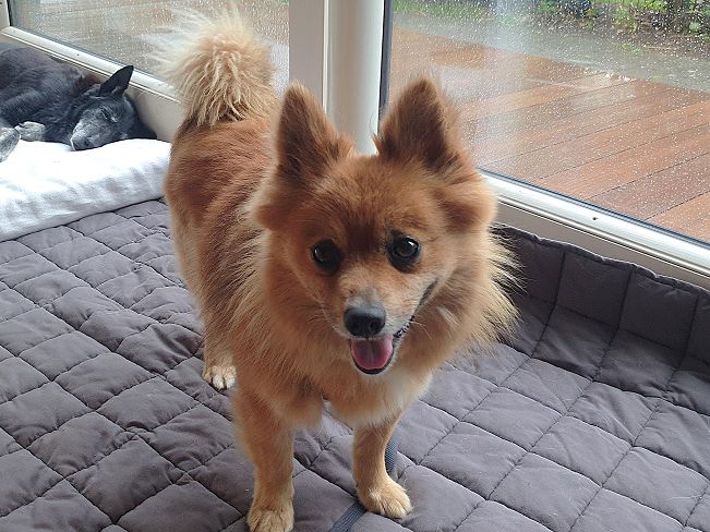 pfotenretterungarn Jury PS 1 (3)