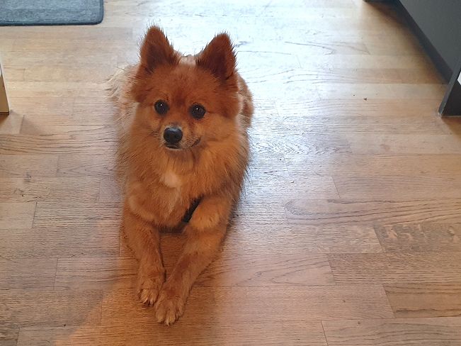 pfotenretterungarn Jury PS 1 (4)