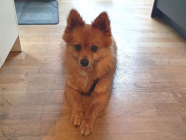 pfotenretterungarn Jury PS 1 (5)