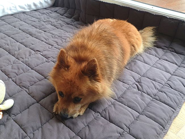 pfotenretterungarn Jury PS 1 (6)