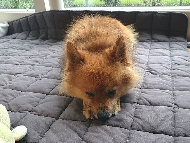 pfotenretterungarn Jury PS 1 (7)