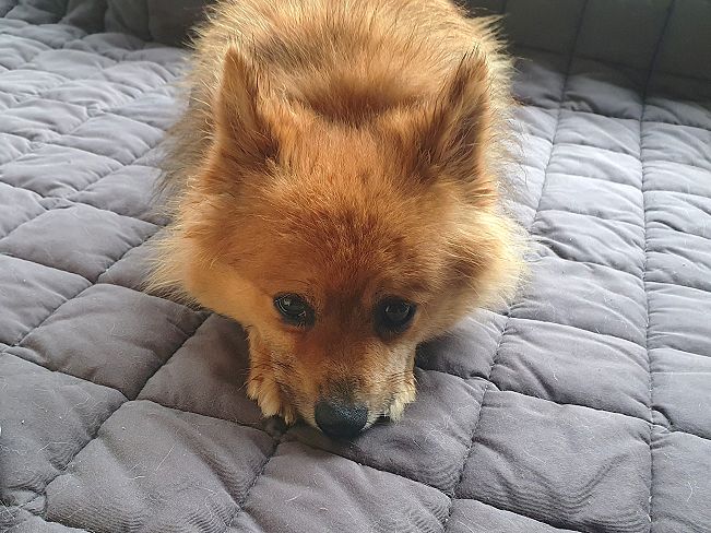 pfotenretterungarn Jury PS 1 (8)