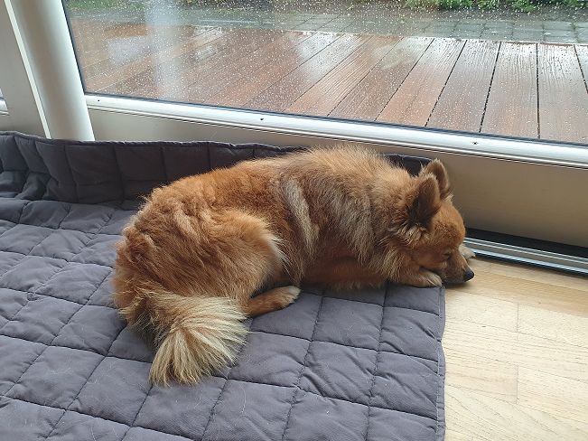 pfotenretterungarn Jury PS 1 (9)