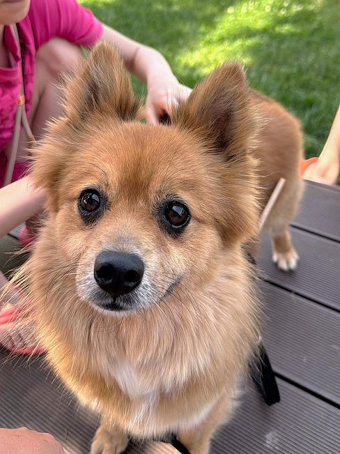 pfotenretterungarn Jury PS Nadine (2)