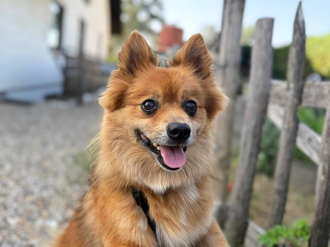 pfotenretterungarn Jury PS Nadine (3)