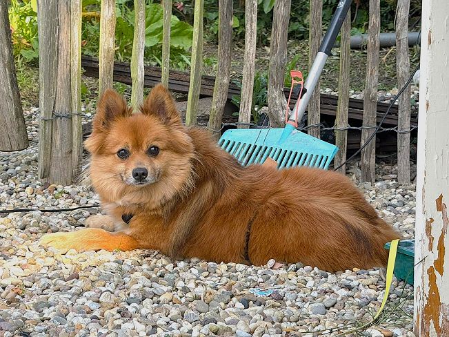 pfotenretterungarn Jury PS Nadine (4)