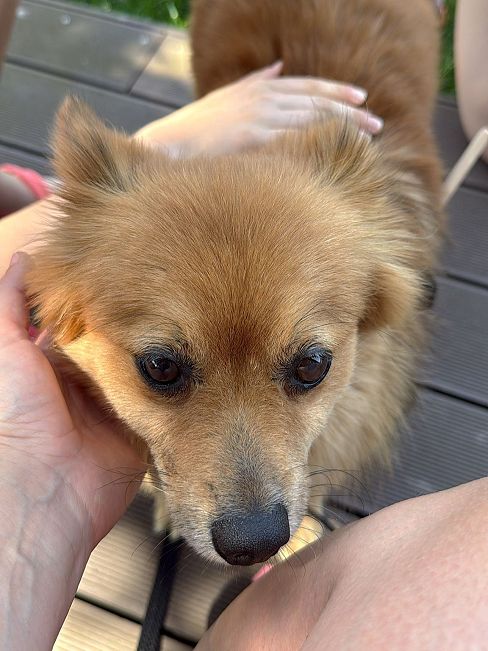 pfotenretterungarn Jury PS Nadine (5)