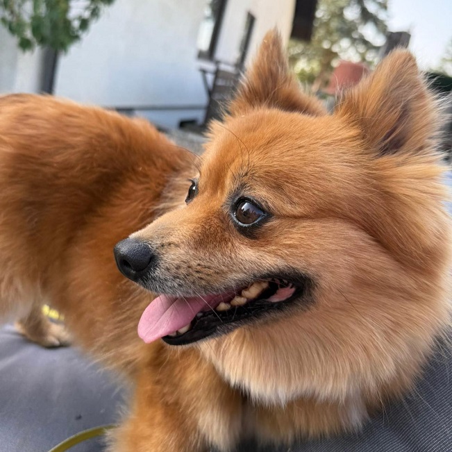 pfotenretterungarn Jury PS Nadine (6)