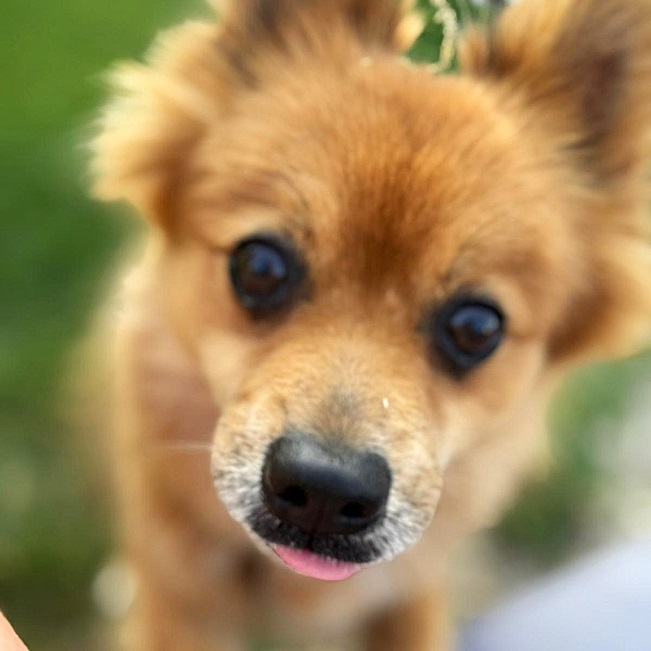 pfotenretterungarn Jury PS Nadine (7)