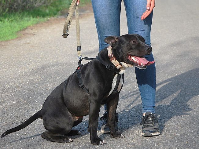 pfotenretterungarn Luca (10)