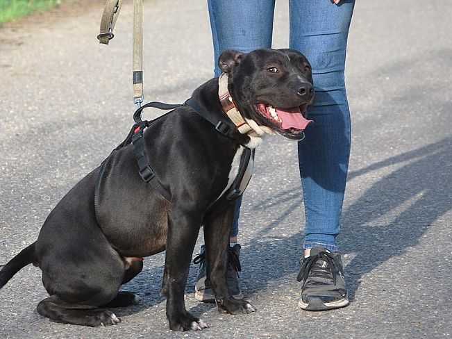 pfotenretterungarn Luca (11)