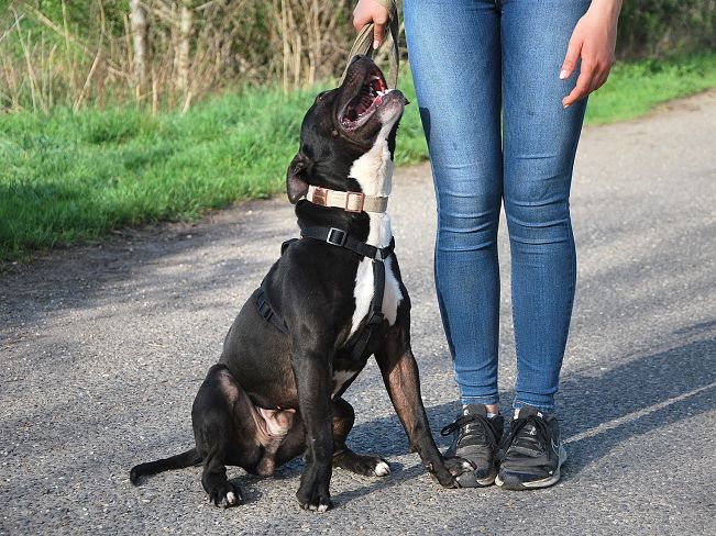 pfotenretterungarn Luca (12)