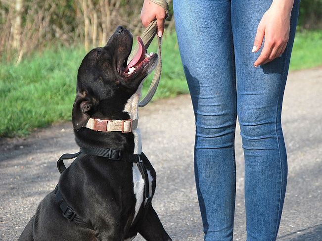 pfotenretterungarn Luca (13)