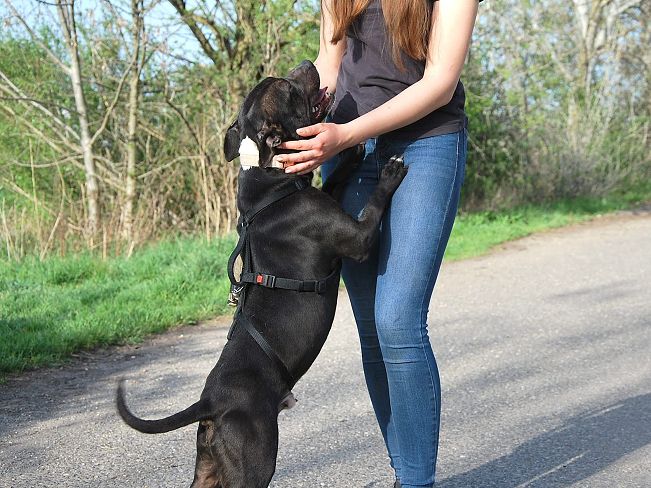 pfotenretterungarn Luca (14)