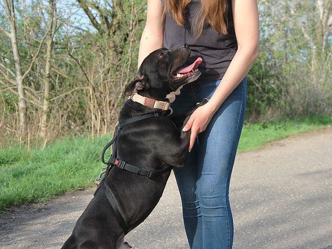 pfotenretterungarn Luca (15)