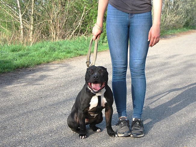 pfotenretterungarn Luca (16)