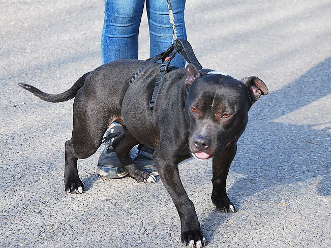 pfotenretterungarn Luca (17)