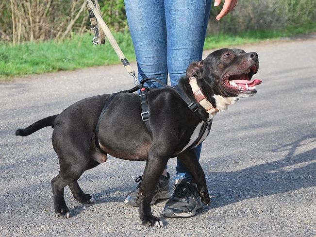 pfotenretterungarn Luca (18)