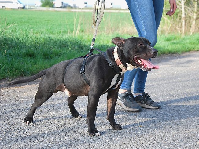 pfotenretterungarn Luca (19)