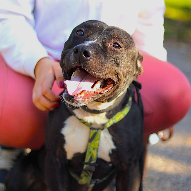 pfotenretterungarn Luca (2)