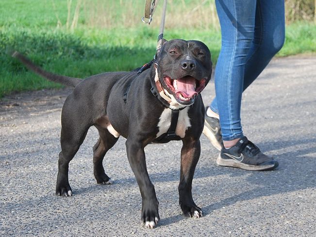 pfotenretterungarn Luca (20)