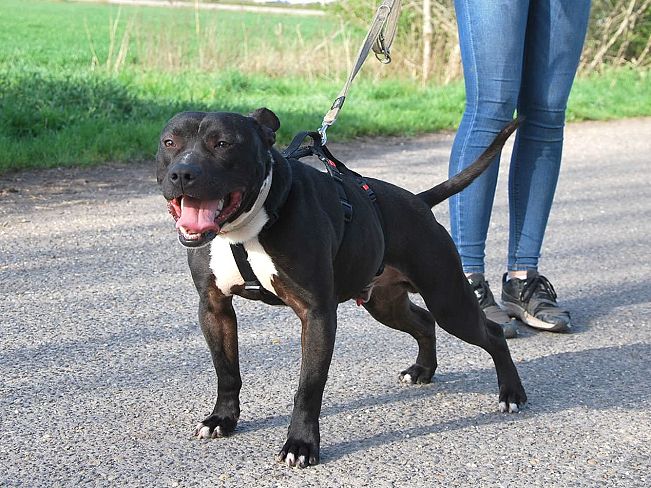 pfotenretterungarn Luca (21)