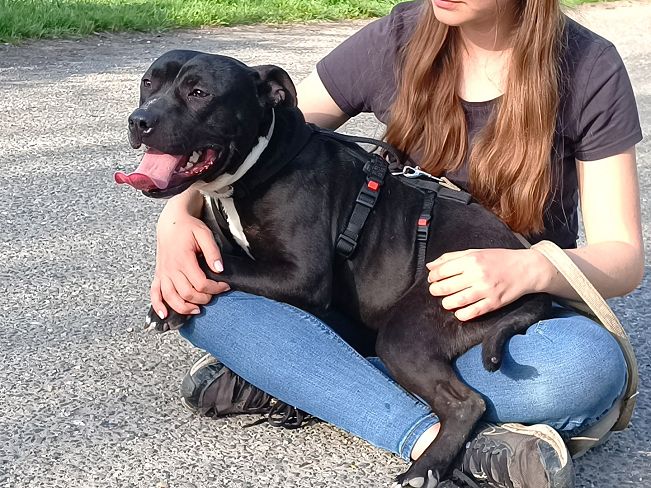 pfotenretterungarn Luca (24)