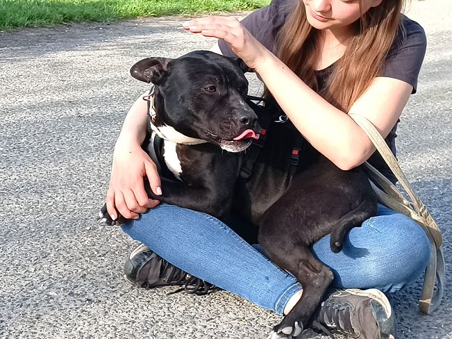 pfotenretterungarn Luca (25)