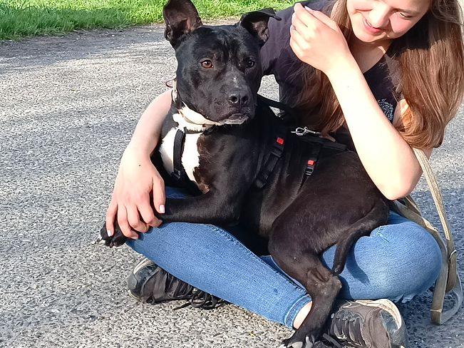 pfotenretterungarn Luca (26)