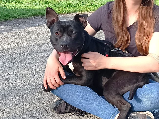 pfotenretterungarn Luca (27)