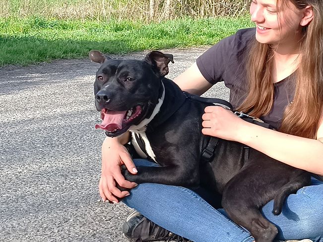 pfotenretterungarn Luca (28)