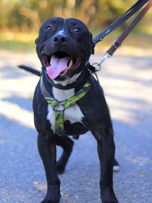 pfotenretterungarn Luca (29)