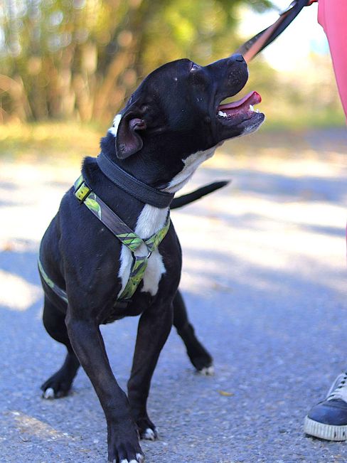 pfotenretterungarn Luca (30)