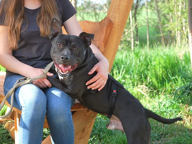 pfotenretterungarn Luca (4)