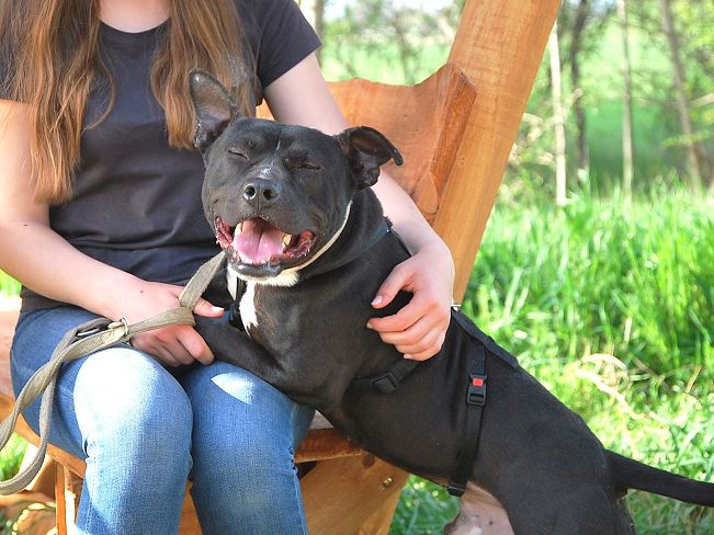 pfotenretterungarn Luca (5)