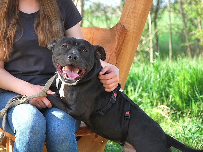 pfotenretterungarn Luca (6)