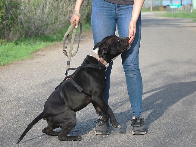 pfotenretterungarn Luca (9)