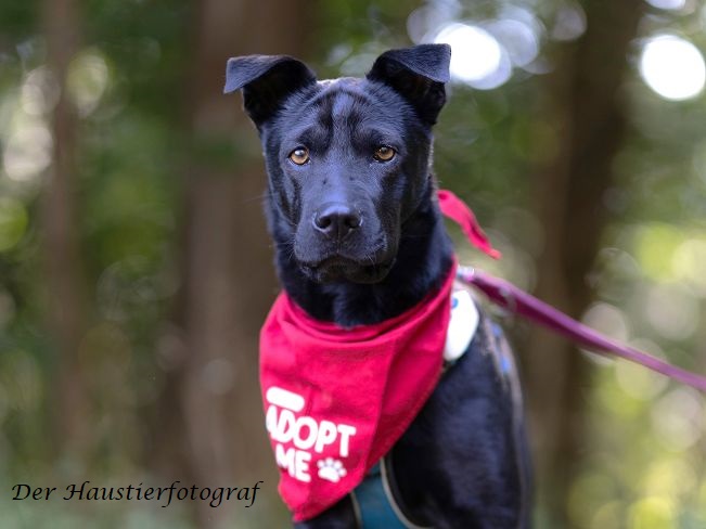 pfotenretterungarn Tia BD prof (1)