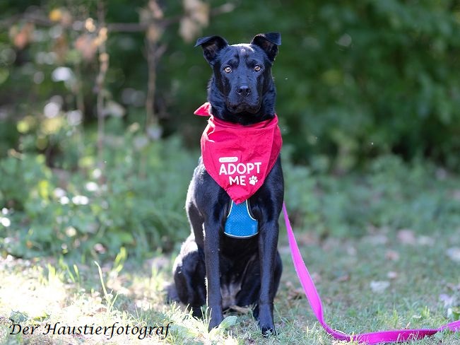 pfotenretterungarn Tia BD prof (2)