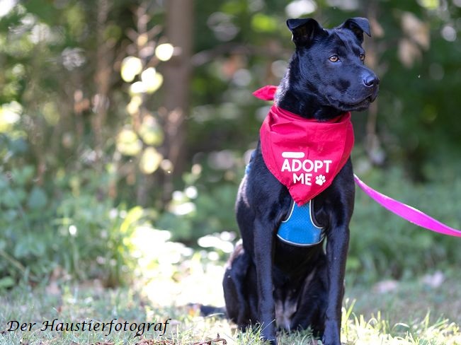 pfotenretterungarn Tia BD prof (4)