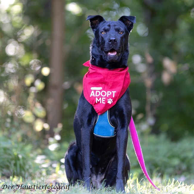 pfotenretterungarn Tia BD prof (5)