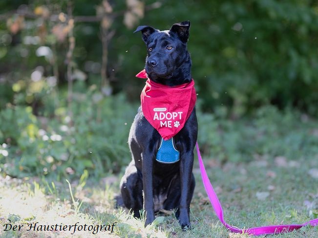 pfotenretterungarn Tia BD prof (6)