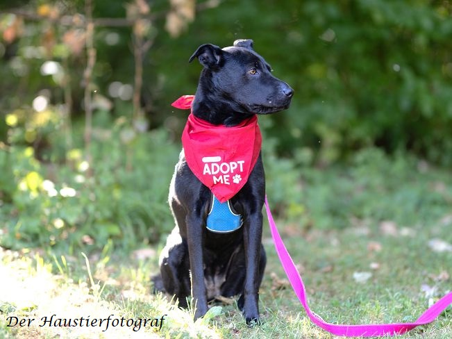 pfotenretterungarn Tia BD prof (7)