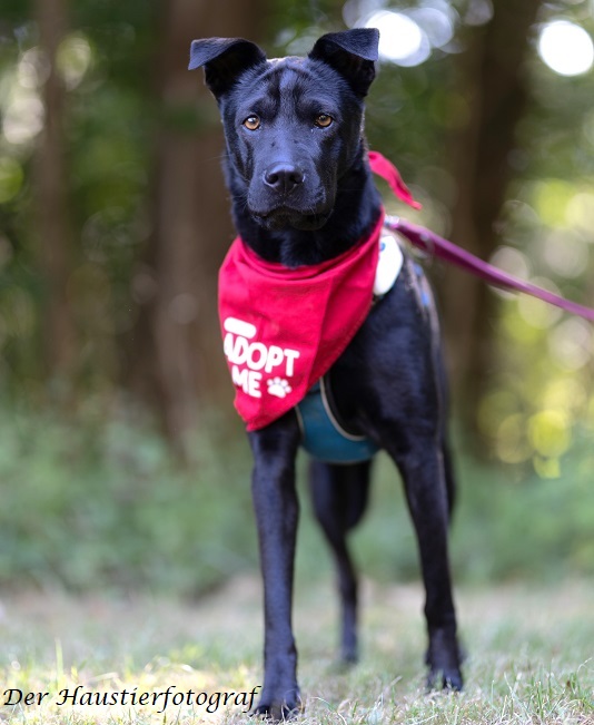 pfotenretterungarn Tia BD prof (8)